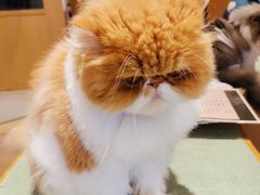 -CAT’S MEWSTAR CAFE·喵星球猫屋(晴湾咖啡店)