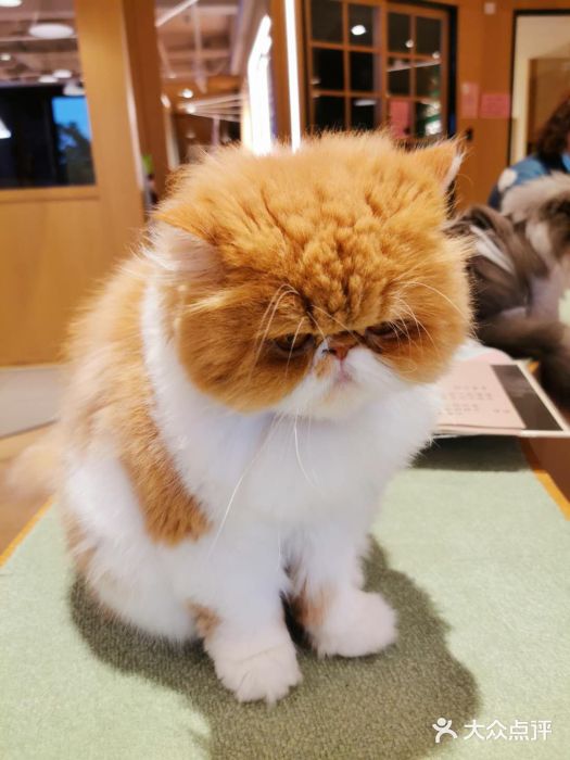 CAT’S MEWSTAR CAFE·喵星球猫屋(晴湾咖啡店)图片