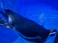 -多彩贵州城极地海洋世界