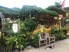 -Jungle Kitchen