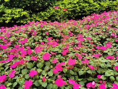 -广东花都香草世界旅游度假区