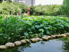 -陈家山荷花公园