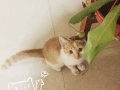 -新疆玉石阿卜都烧烤(太平南路店)