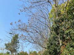 -西湖风景区-江洋畈生态公园