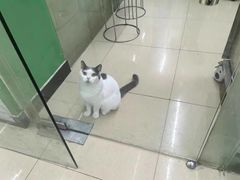 -瑞派动物医院·猫专科·至诚(江南中分院)