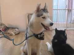 -Husky Go! 哈士奇体验馆·宠物咖啡厅狗咖