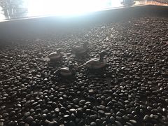 -苏州金鸡湖中茵皇冠假日酒店