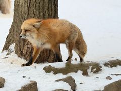 -宫城藏王狐狸村