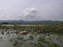 -长田漾湿地公园