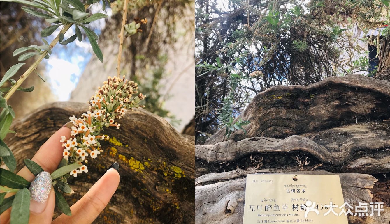 日喀则｜扎什伦布寺不可错过的圣地