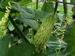 -岣嵝峰国家森林公园