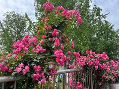 -武汉园博园(武汉自然博物馆)