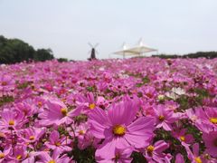 -大塘金香草谷