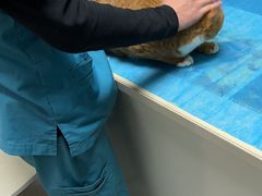 -关爱宠物医院·猫科中心·消化科(滨湖万达分院)