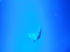 -芜湖新华联大白鲸海洋公园