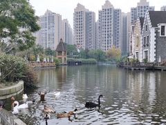 -成都南湖公园
