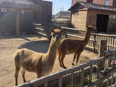 -北京市海淀外国语实验学校