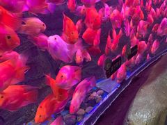 -梦幻海洋王国(吾悦广场张家港店)