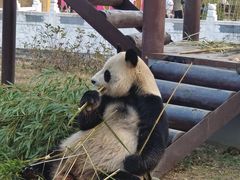 -杭州野生动物世界