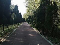 -合肥滨湖国家森林公园