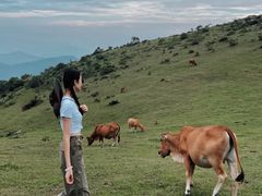 -大姆山草场
