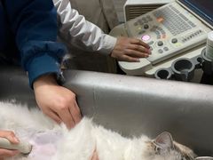 -瑞派名望志远动物医院·猫科·內科·异宠专科(直港大道店)