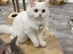 -楼上猫咖(罗湖店)