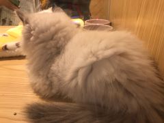-屋虎猫馆(宝安大仟里店)