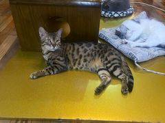 -猫咪咖啡·猫咖(万达广场店)
