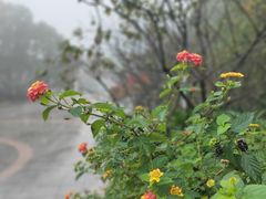 -南山植物园