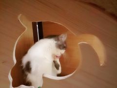 -more than meow吴止猫主题餐厅(承德 中船汇店)