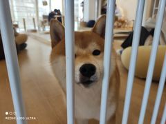 -南京Hallo宠物乐园·哈罗犬舍·柴犬繁育基地