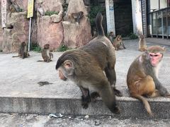 -广州市流溪河国家森林公园
