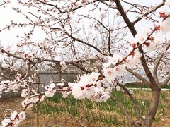 -大自然农场蔬菜草莓采摘园