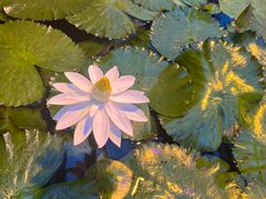 -国家植物园南园