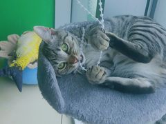 -喵店&猫咖