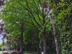 -陆家嘴中心绿地