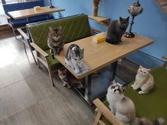 -猫咪咖啡·猫咖(万达广场店)