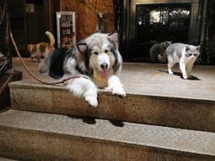 -more than meow吴止猫主题餐厅(承德 中船汇店)