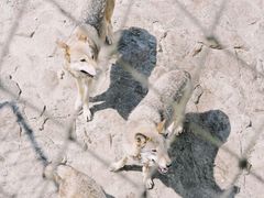 -西霞口神雕山野生动物世界