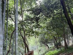 -上海佘山国家森林公园天马山园