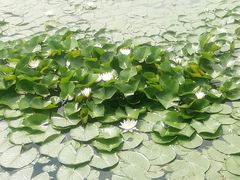 -长春市南湖公园