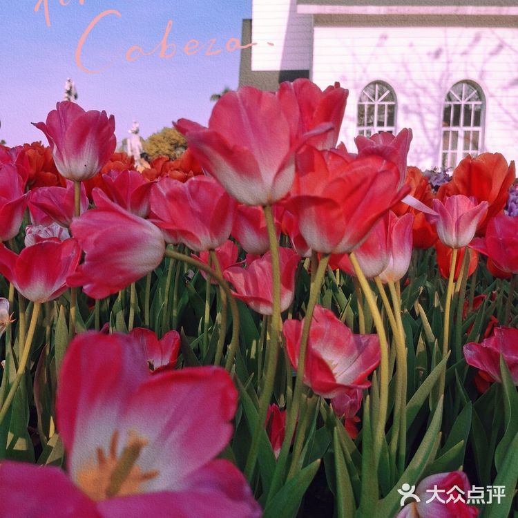 🌷园博苑•荷兰园郁金香•异域风情🌷