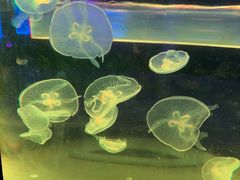 -苏州海洋馆