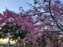 -风云岭森林公园