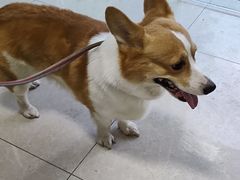 -瑞派福兴宠物医院犬猫全科·骨科·中西医结合(河东店)