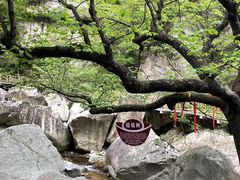 -洛阳白云山景区