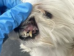 -达爱动物医院·犬猫分区·CT·复杂眼科(远洋山水分院)