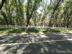 -长白岛森林公园