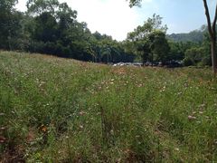 -南宁良凤江国家森林公园